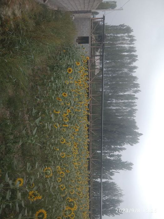 30 та корамол бокишга мулжалланган, кичик ферма сотилади