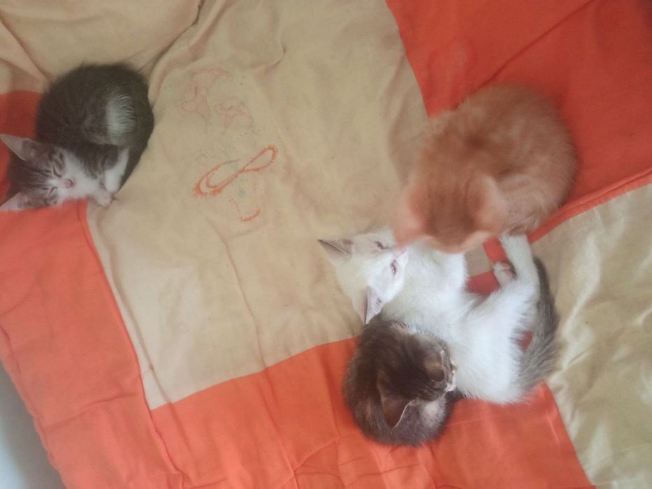 Mushuk bolalari 3 oylik ovqat korim yeydi