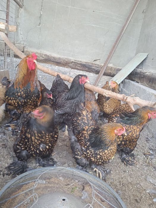 Brama zolita va beliy zolita tuxum lari sotiladi oila