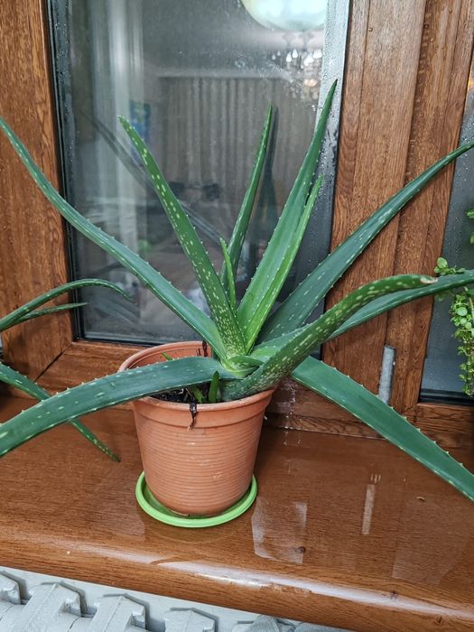 Продам алое вера