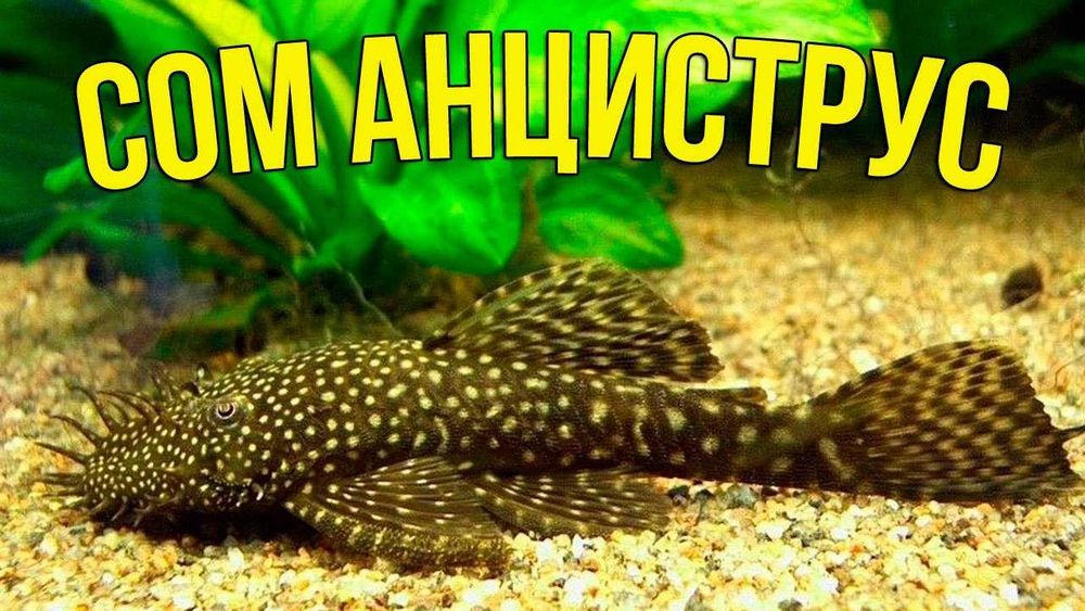 Мальки сома анциструса.Свои.