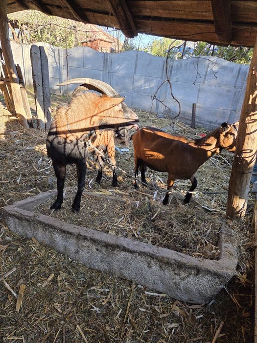 Vând Țap alpin francez