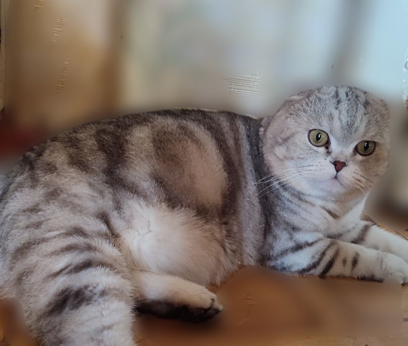 Кот. Вязка. Скоттиш фолд.