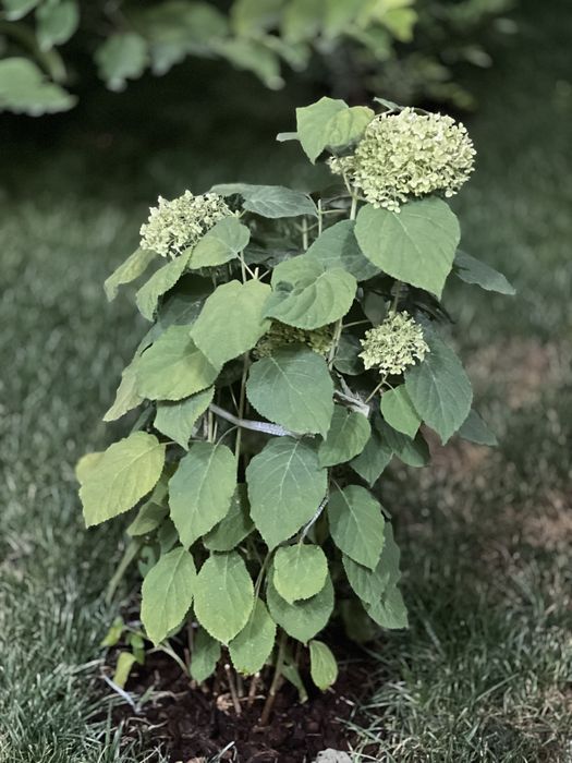 Пышные Гортензии. Цветёт долго и обильно, живая роскошь в вашем саду!