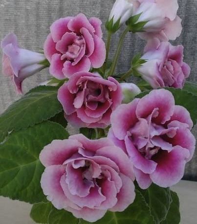 Глоксиния розовая махровая