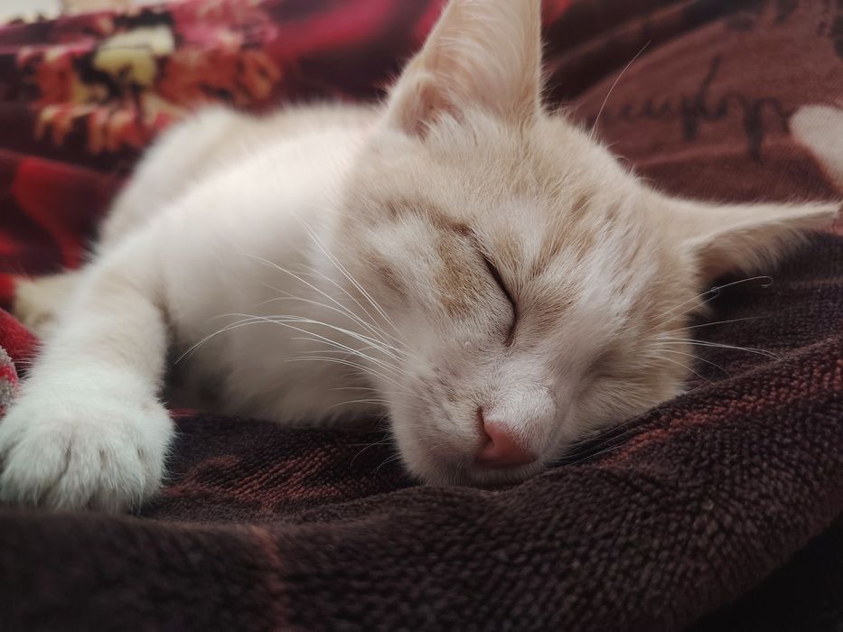 Mushuk, tekinga. Кошечка даром