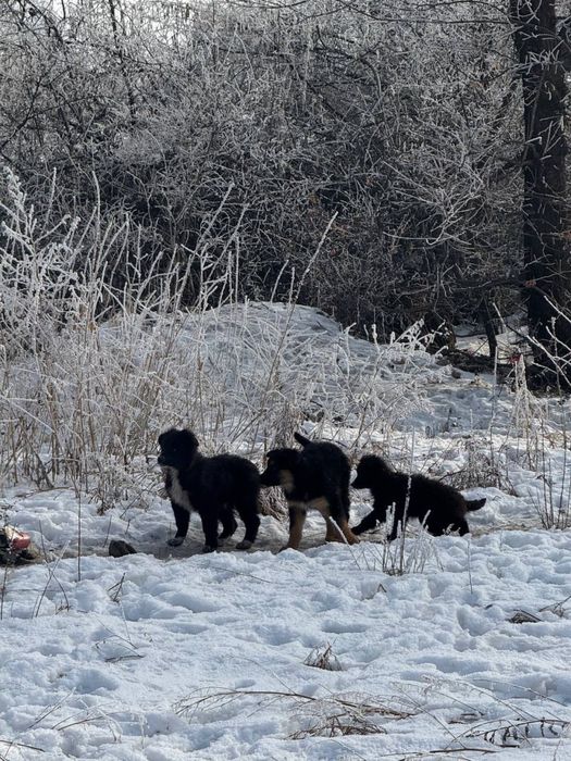 Щенята срочно ищут добрые руки