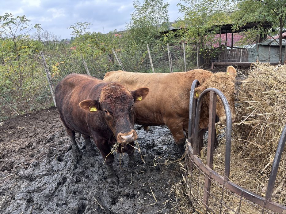 Tauri Angus si metis