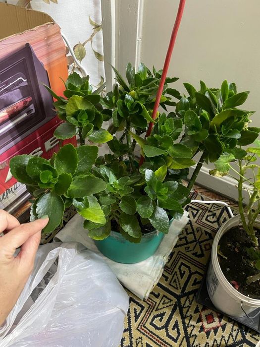 Продам комнатные цветы