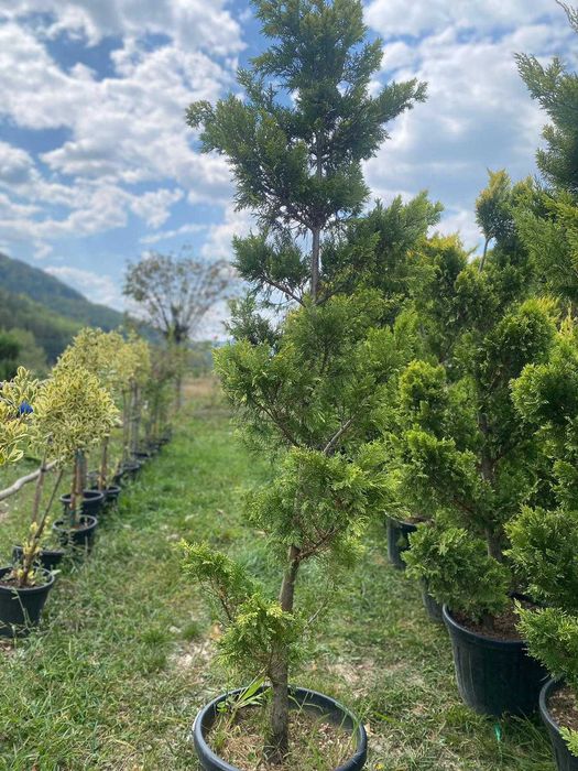Plante Decorative Dese și Viguroase – Direct la Poarta Ta