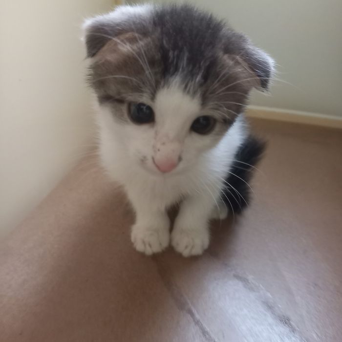 Вислоухий котёнок 1,5 месяц мальчик