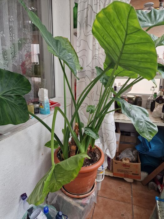 Vând  plantă Colocazie cu pui