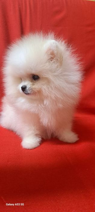 Продам шинковка шпица