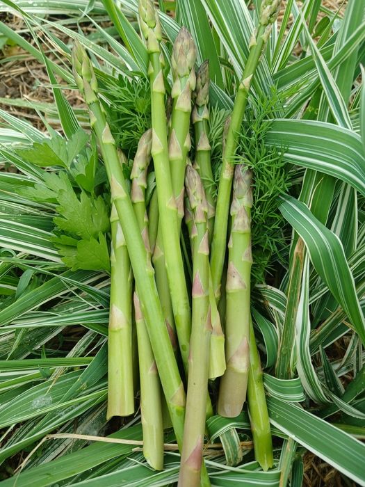 Дача, р-н Телецентр, с/о Кристалл