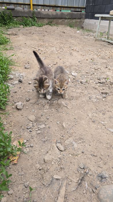 Котята в хорошие руки