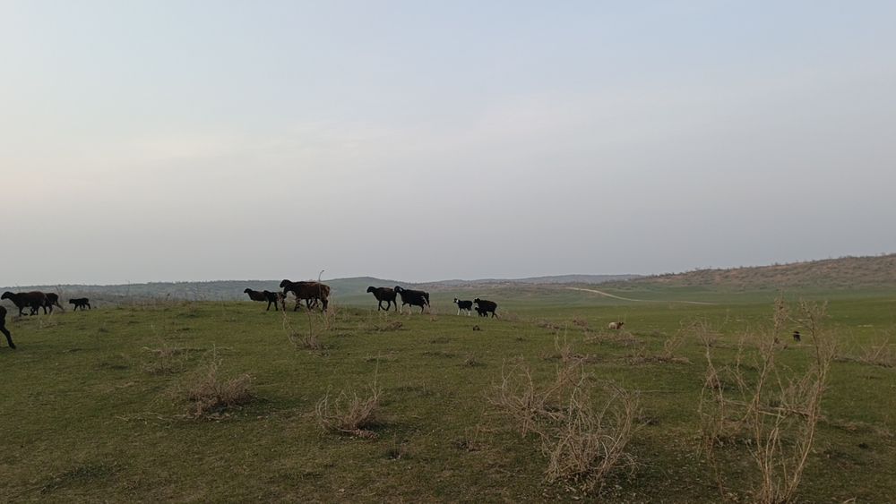 Baxmal quylari zottor hisori