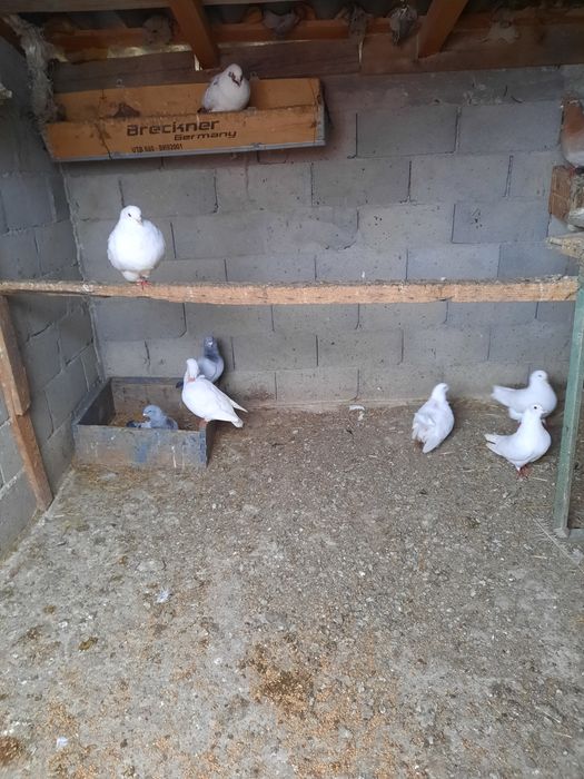 Vând porumbei găinar