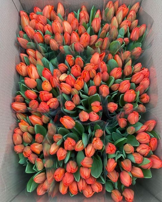 Голланские тюльпаны оптом и в розницу