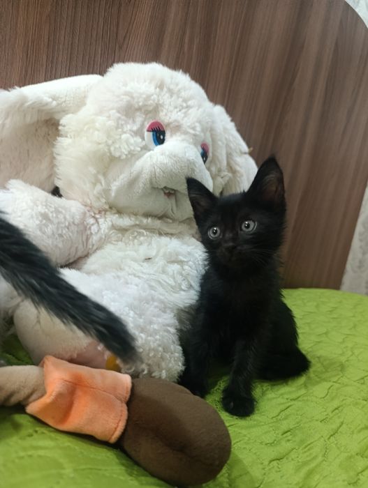 Отдам котенка в добрые руки