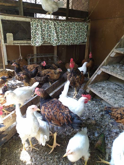 Цыплята петушки племенные