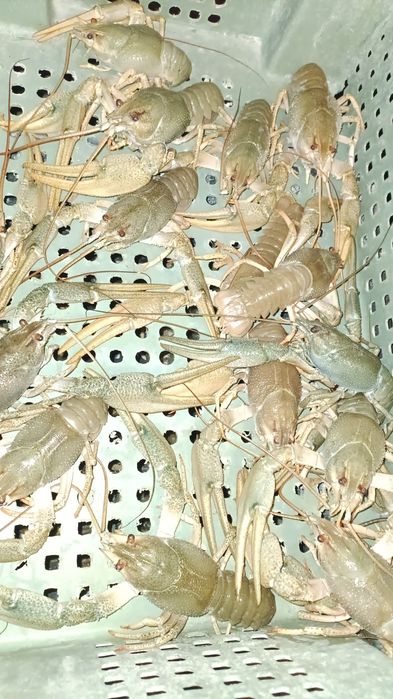 Раки 40+ Оптом . Продам.