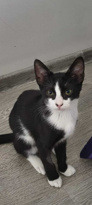 Adoptie motanei si pisicute de 3 luni- VACCINATI DEPARAZITATI