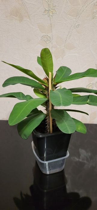 Молочай Миля продам