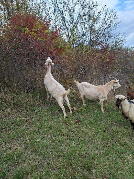 Capre Sana de vanzare