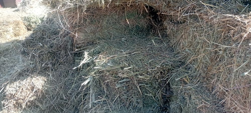 Продам сено люцерна