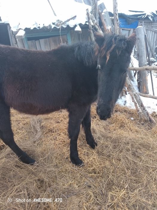 Продам кобылку 6 месяц цена 300