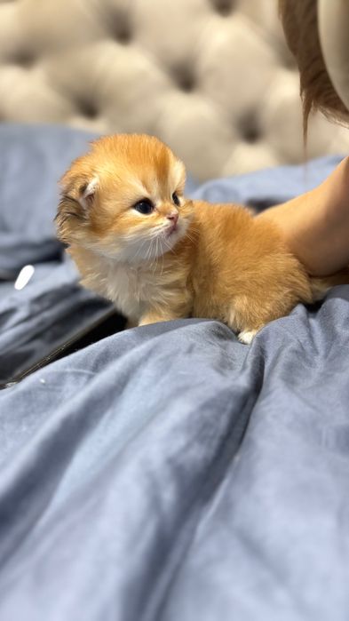 Pisicuță Scottish Longhair aurie – o adevărată ursulețică