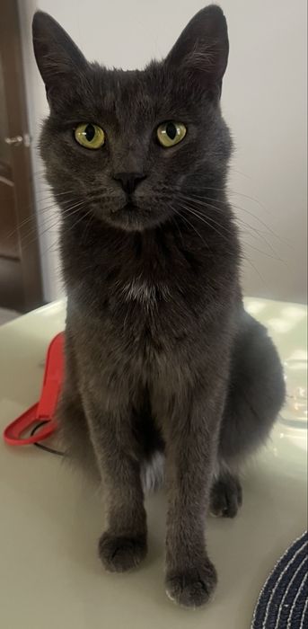 Потерялась кошечка. Просьба вернуть