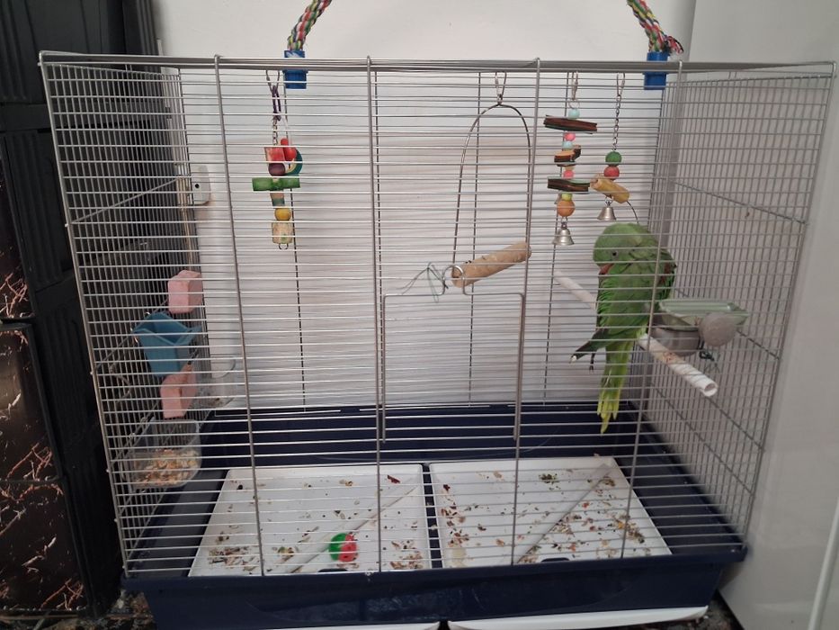 Marele Alexandru,mascul,inelat 11 luni