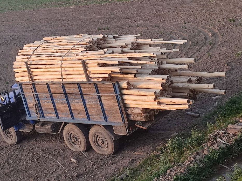 Terak to'sin mahsulotlari