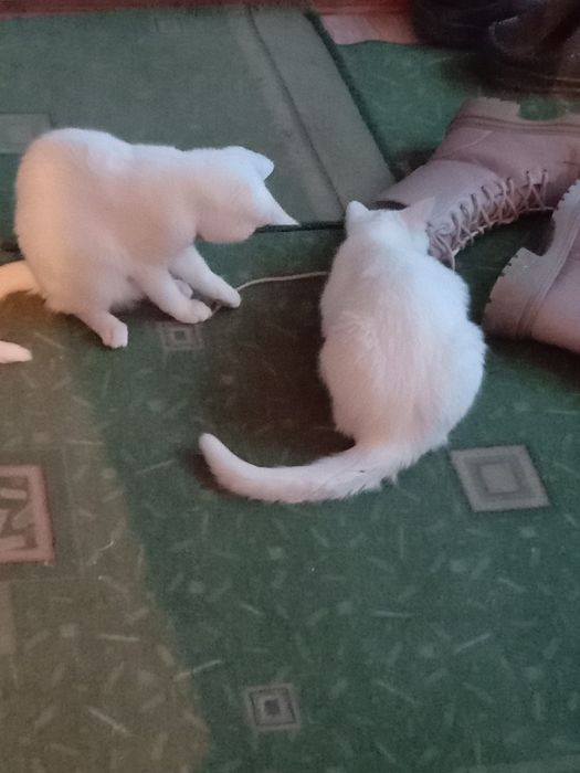 Котята в хорошие руки