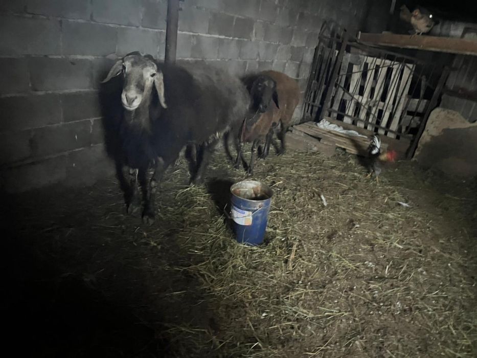 продам кошкар семиз