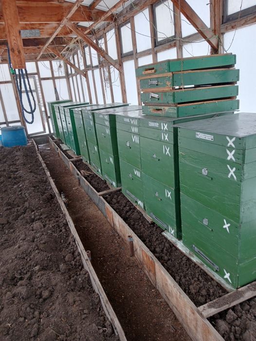 10 ульев от "дедушки"