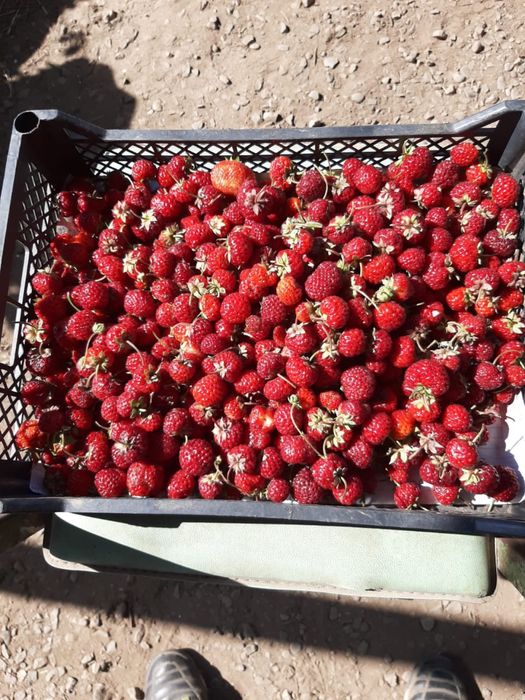 Рассада Клубника «Черный Принц»