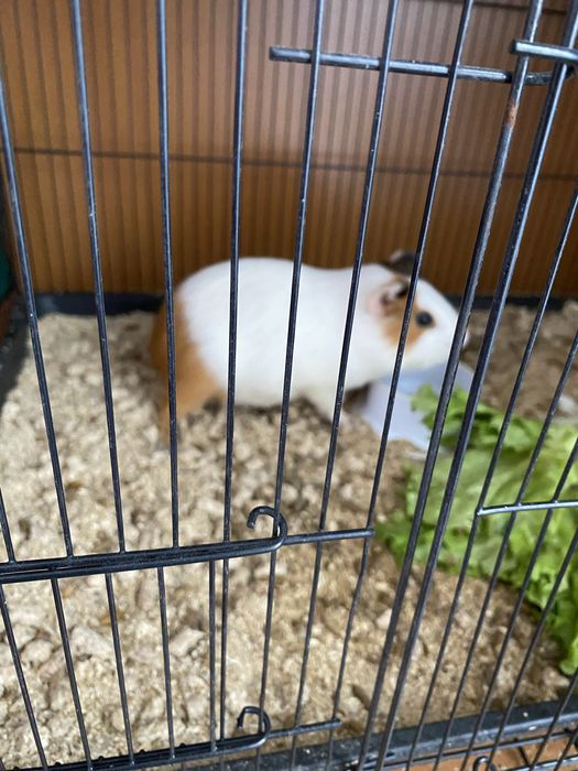 Продам Морскую Свинку Мальчик