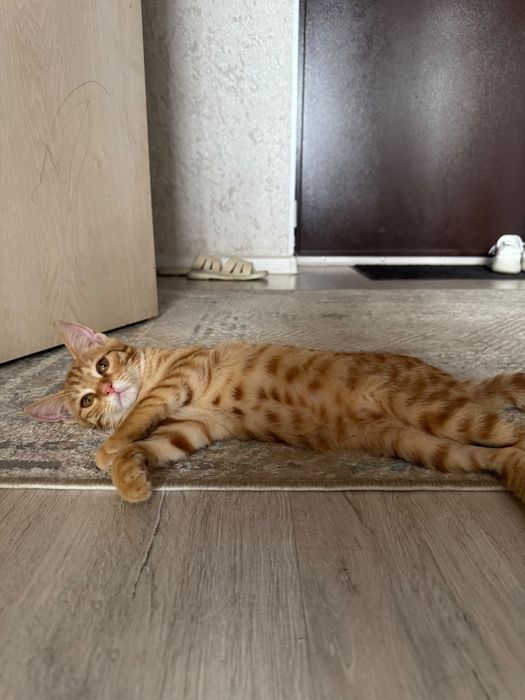 Котенок в поиске дома