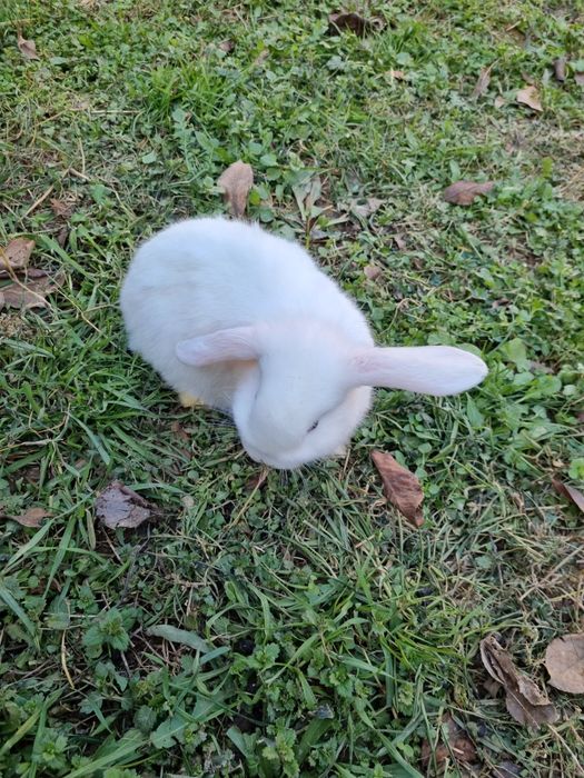 Куён сотилади срочно