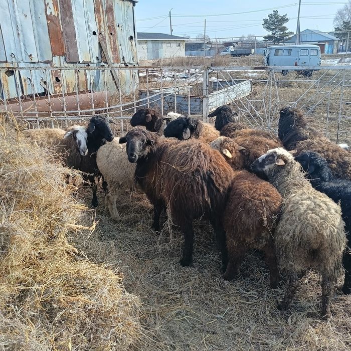 Продам овец 15 голов
