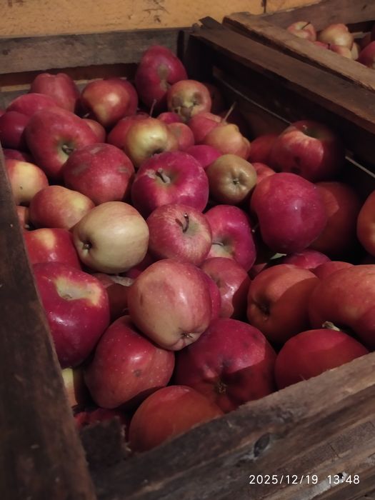 Продам яблоки сорт Американка