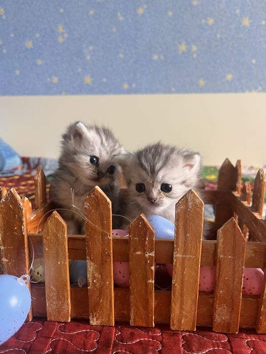 Котята Британские БРОНЬ