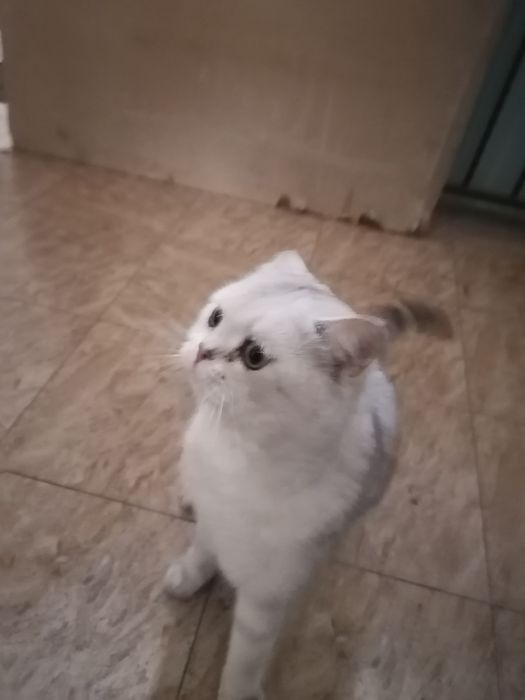 Кошка породистая шатланская