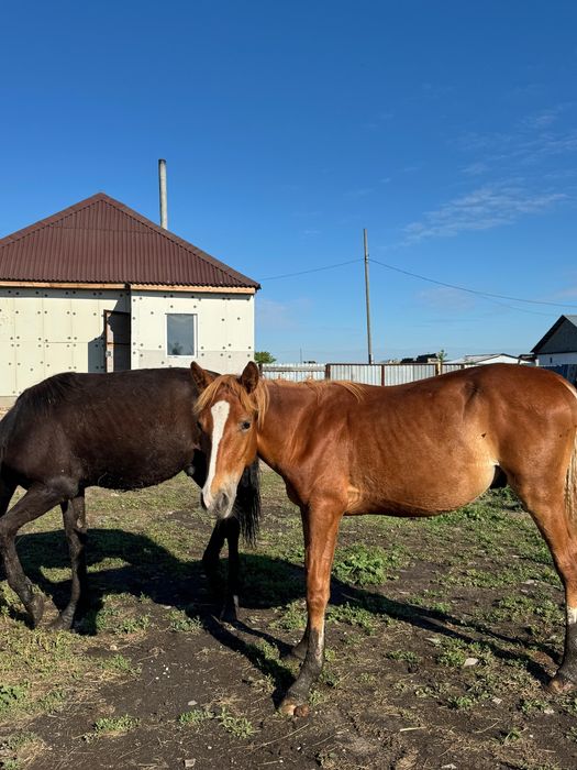 Продам тайчиков с откорма