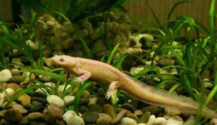 Тритон аквариумный