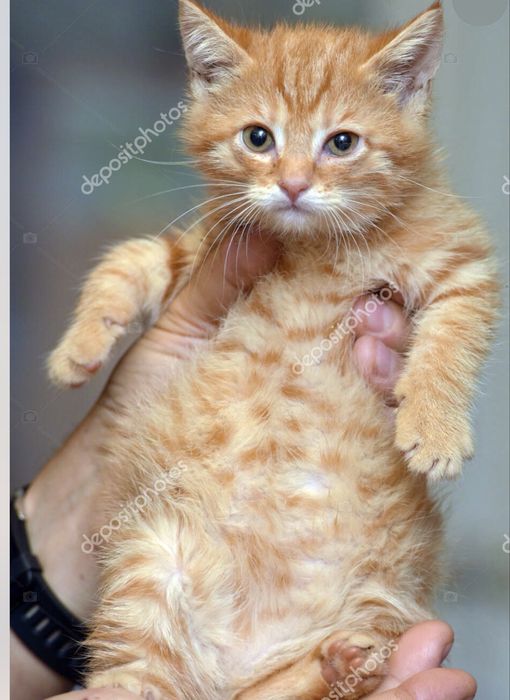 Котята  умные охотники