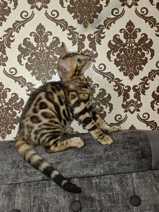 Продаются Бенгальские котята