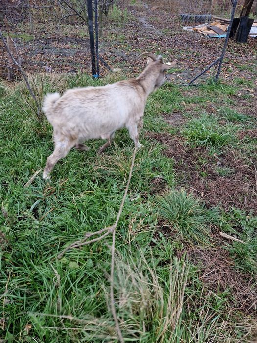 Capra de lapte gestanta